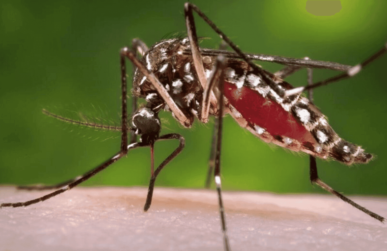 mosquito transmissor da febre Oropouche